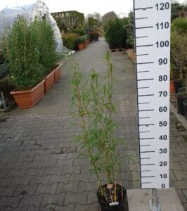 Fargesia Robusta 'Campbell' (Niet woekerende bamboe)