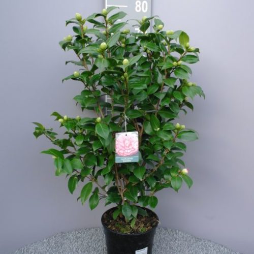 Camellia Japonica