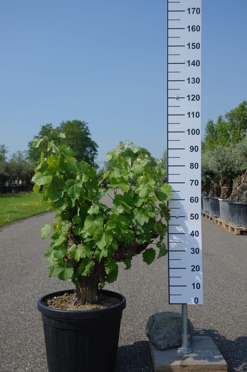 Vitis Vinifera - druivenrank