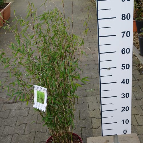 Fargesia ‘sp. Jiuzhaigou 1' (Niet woekerende bamboe)