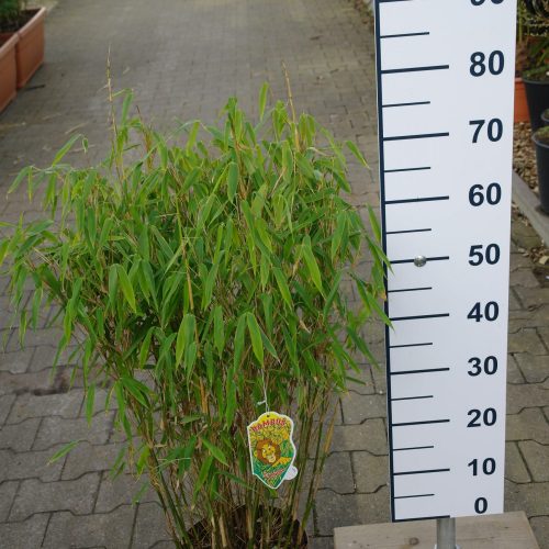 Fargesia murieliae ‘Simba’