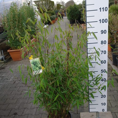 Fargesia 'Winter Joy' (Niet woekerende bamboe)