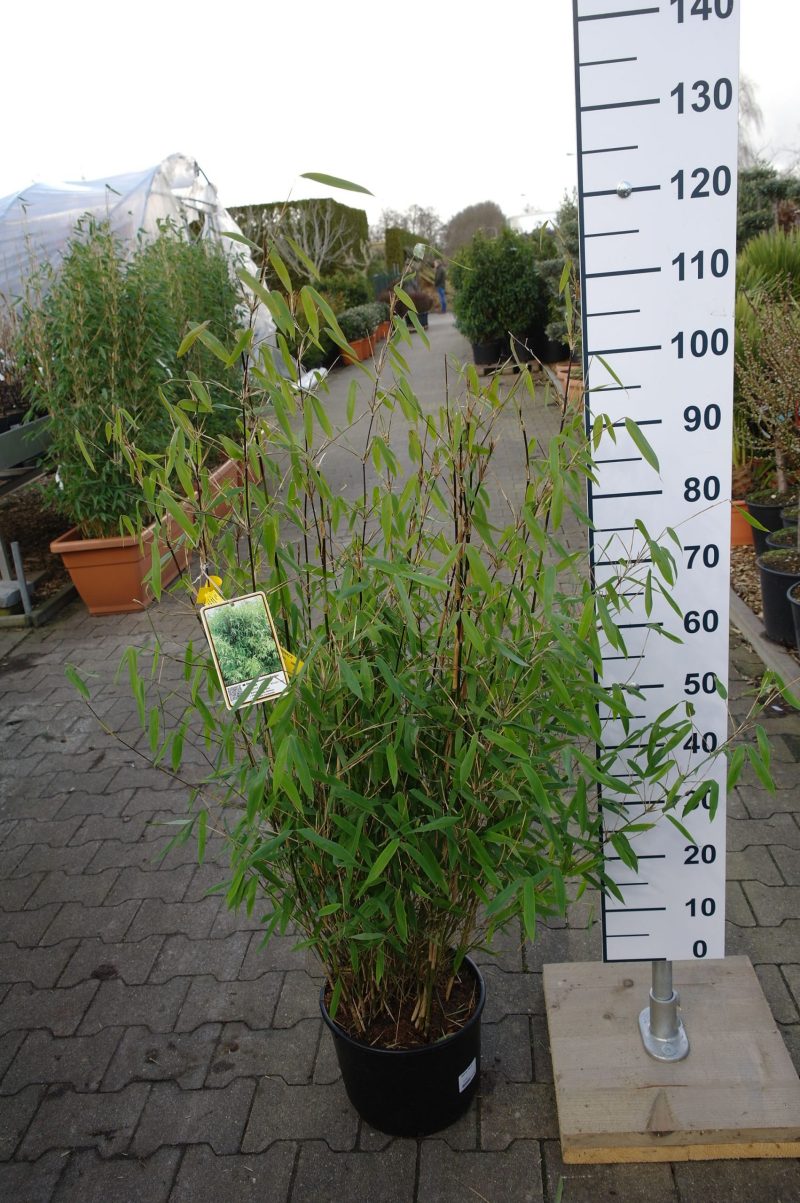 Fargesia 'Winter Joy' (Niet woekerende bamboe)