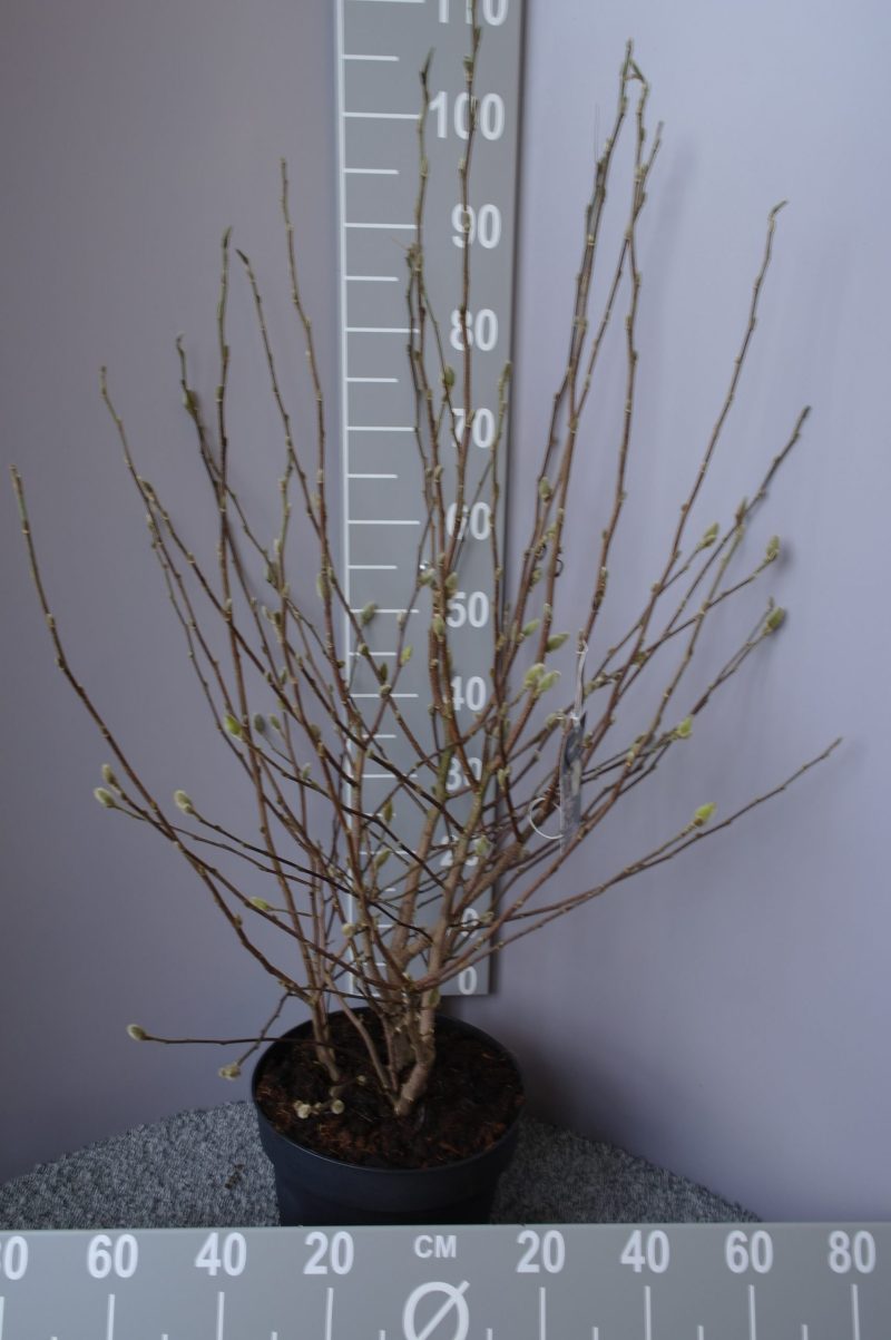 Magnolia Stellata