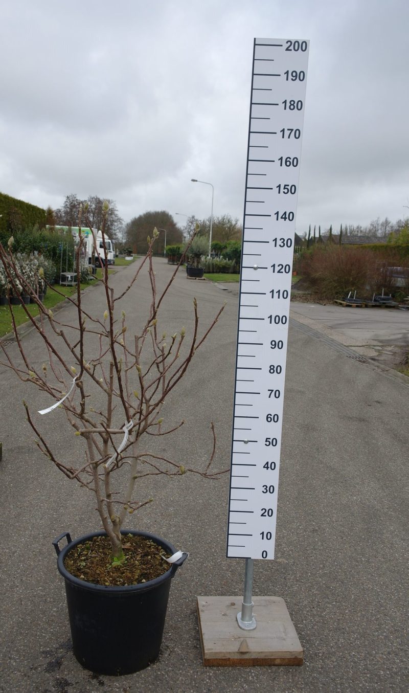 Magnolia 'Vulcano'