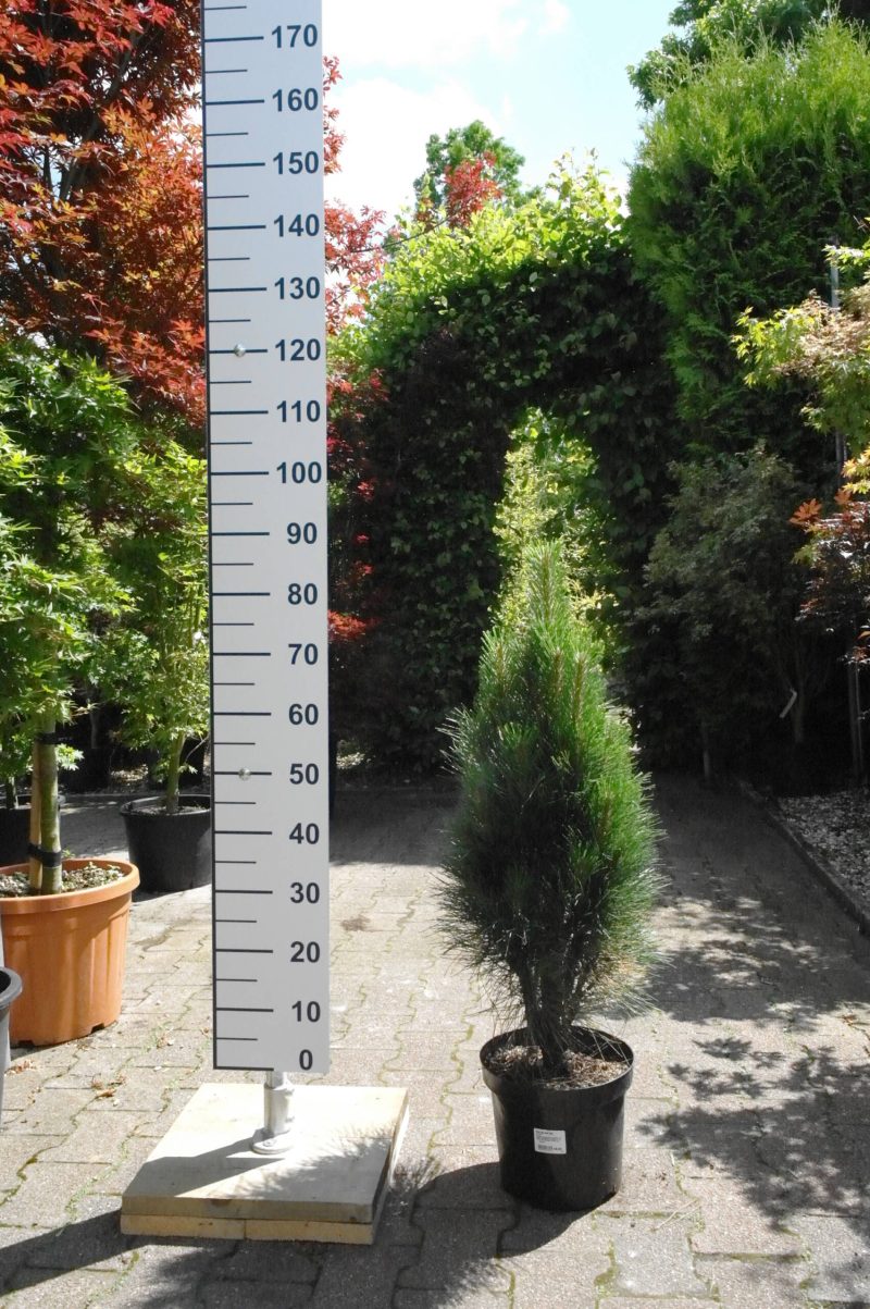 Pinus Nigra Green Tower