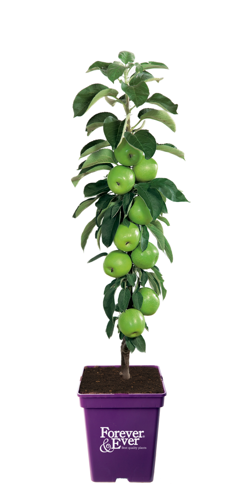 Groene appel patioboom
