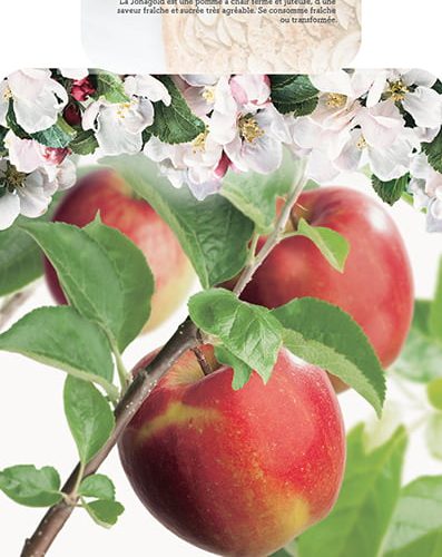 Malus domestica 'Jonagold' appelboom