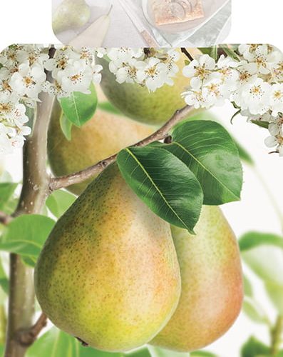 Pyrus communis 'Clapp's Favourite' perenboom