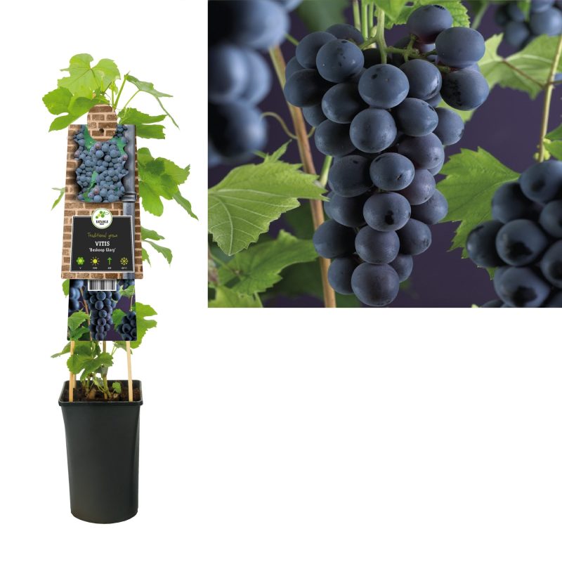 Vitis 'Boskoop Glory - Blauwe druif