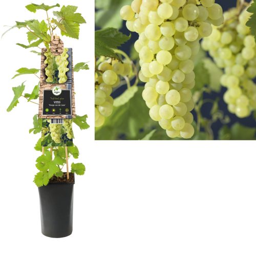 Vitis 'Vroege van der laan' - Witte druif