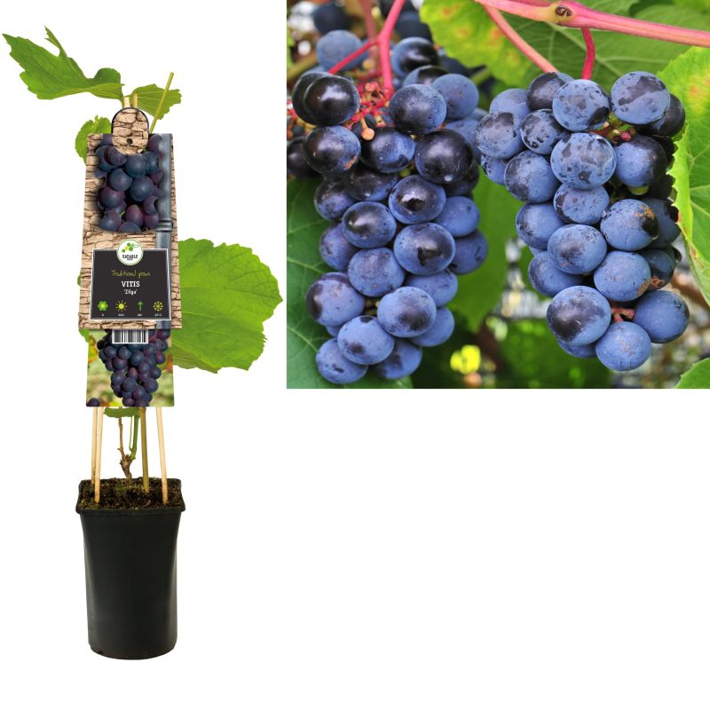 Vitis Vinifera 'Zilga' - Blauwe druif