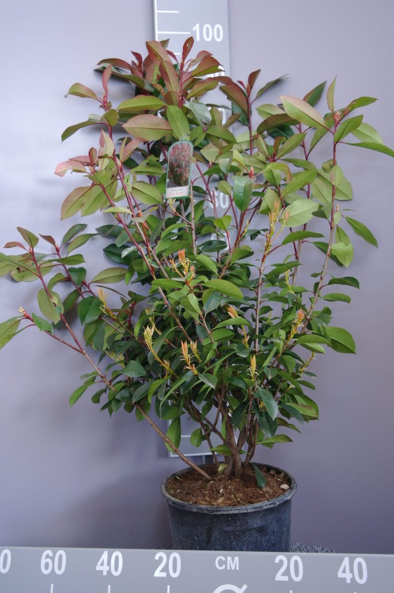 Photinia Red Robin