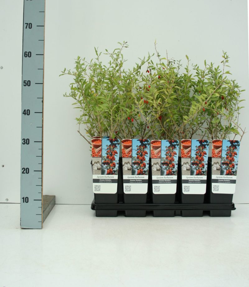 Lycium Barbarum - Gojibes