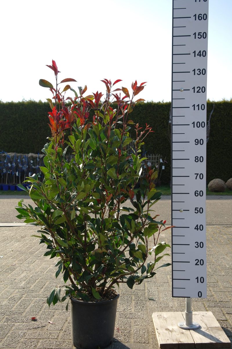Photinia Red Robin