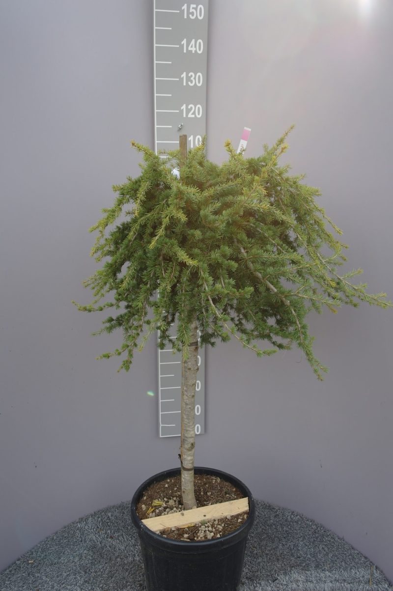 Cryptomeria Jap. 'Little Diamond'