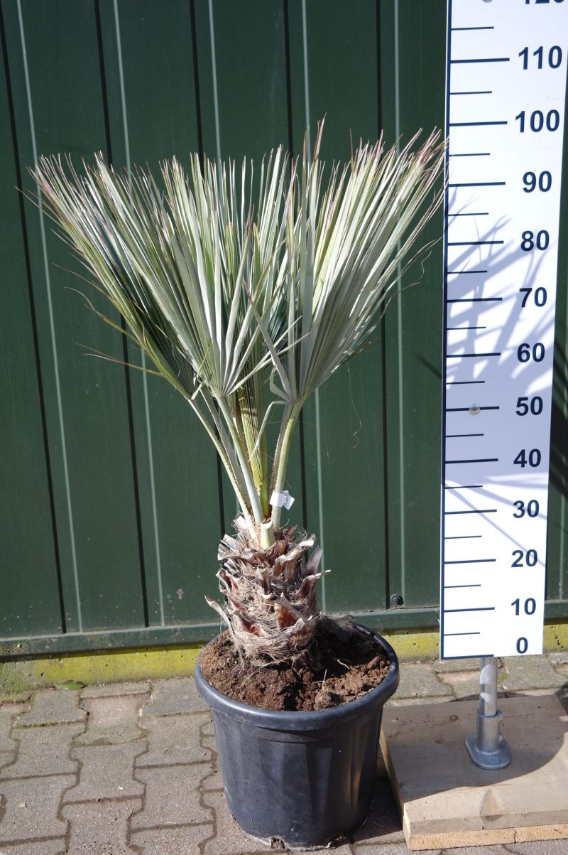 Palmboom Brahea Armata