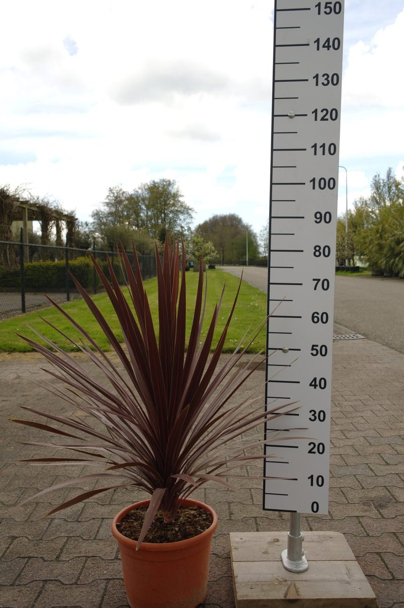 Palmboom Cordyline Red Star