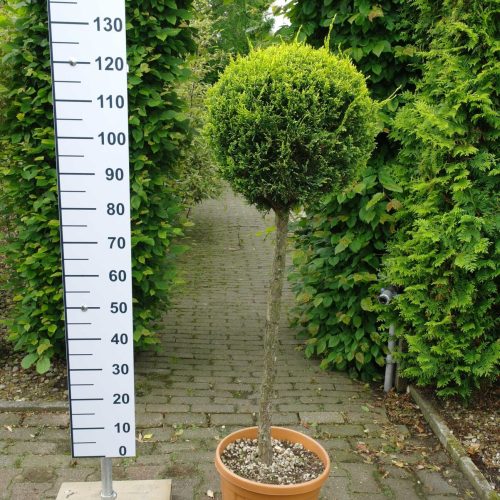 Cupressocyparis Leylandii cwg op stam 80/90 cm