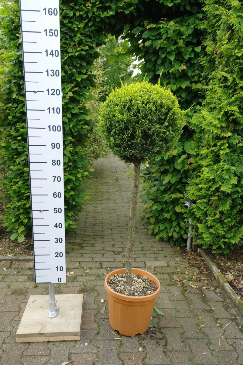 Cupressocyparis Leylandii cwg op stam 80/90 cm