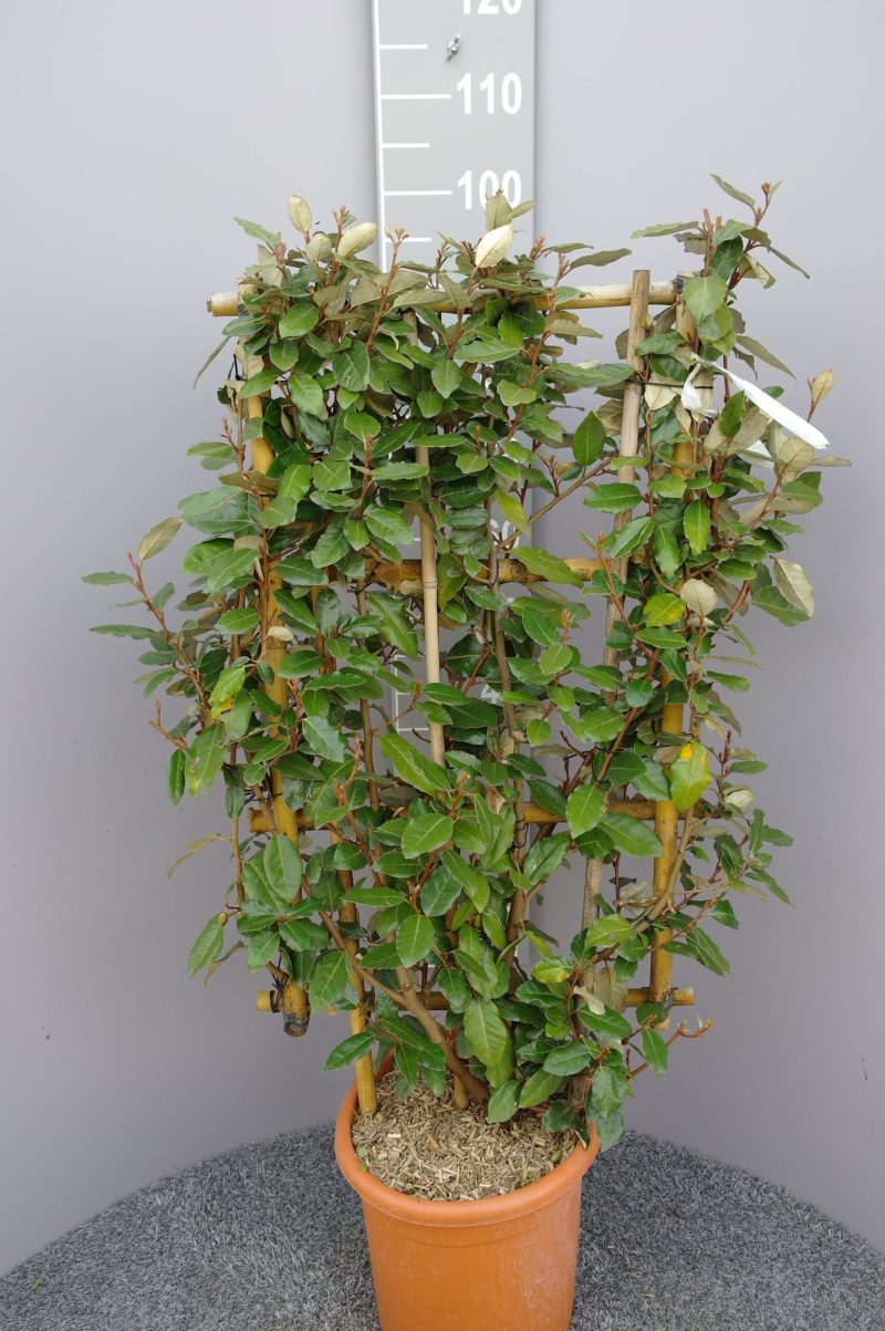 Elaeagnus Ebbingei op rek