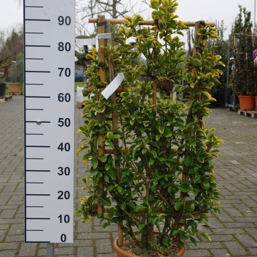 Euonymus japonicus 'Aureus' op rek