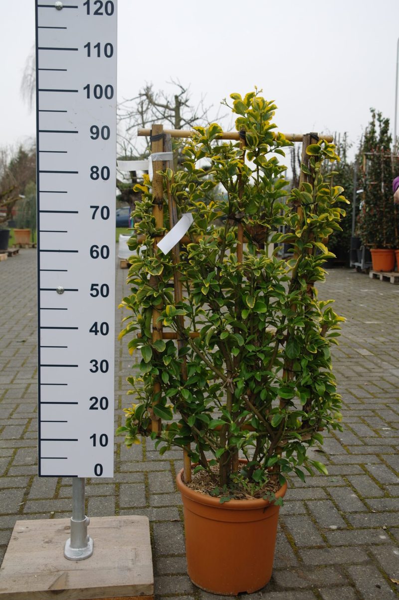 Euonymus japonicus 'Aureus' op rek