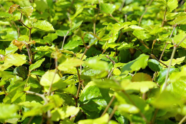 Groene beukenhaag
