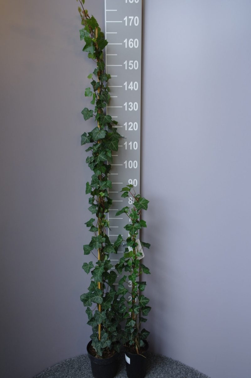 Hedera Hibernica