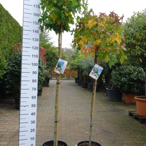 Liquidambar Styraciflua Gumball (Amberboom)