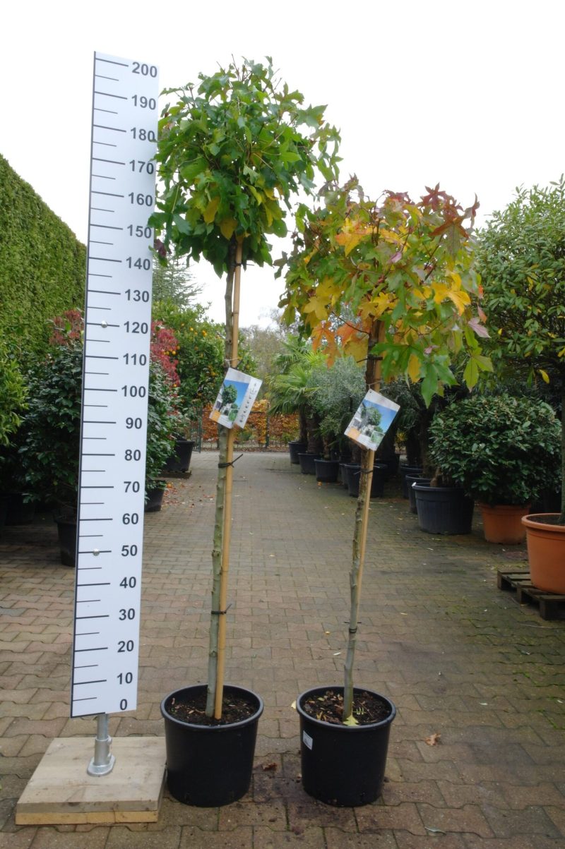 Liquidambar Styraciflua Gumball (Amberboom)