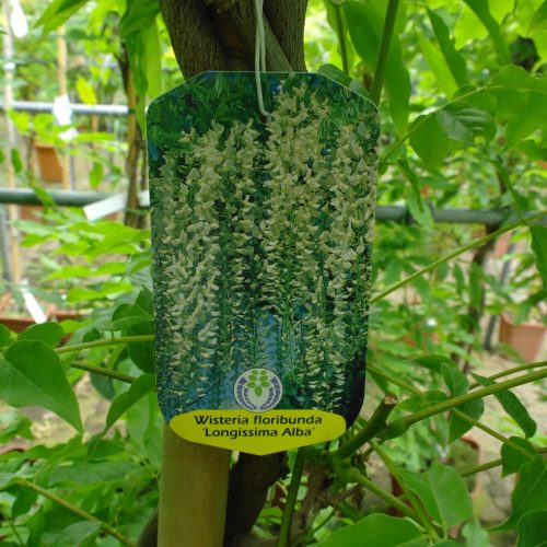 Wisteria Sinensis 'Alba'