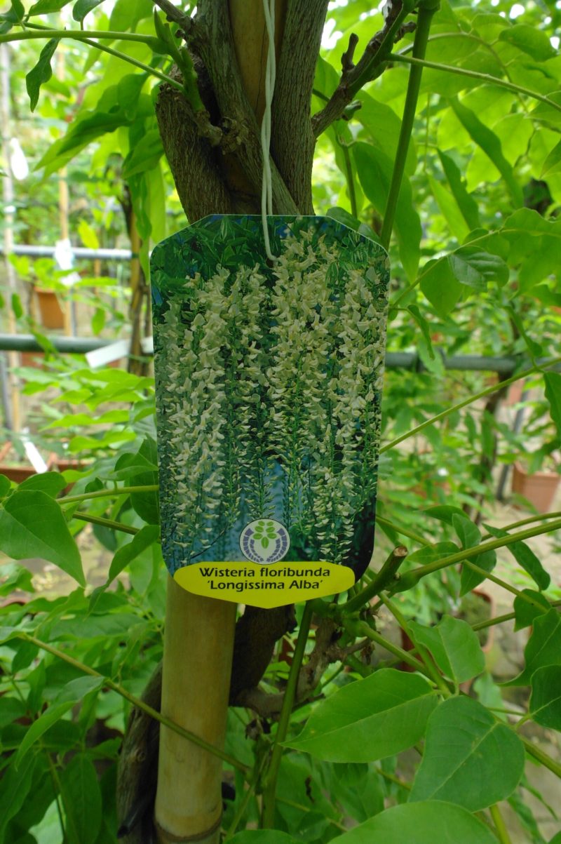 Wisteria Sinensis 'Alba'
