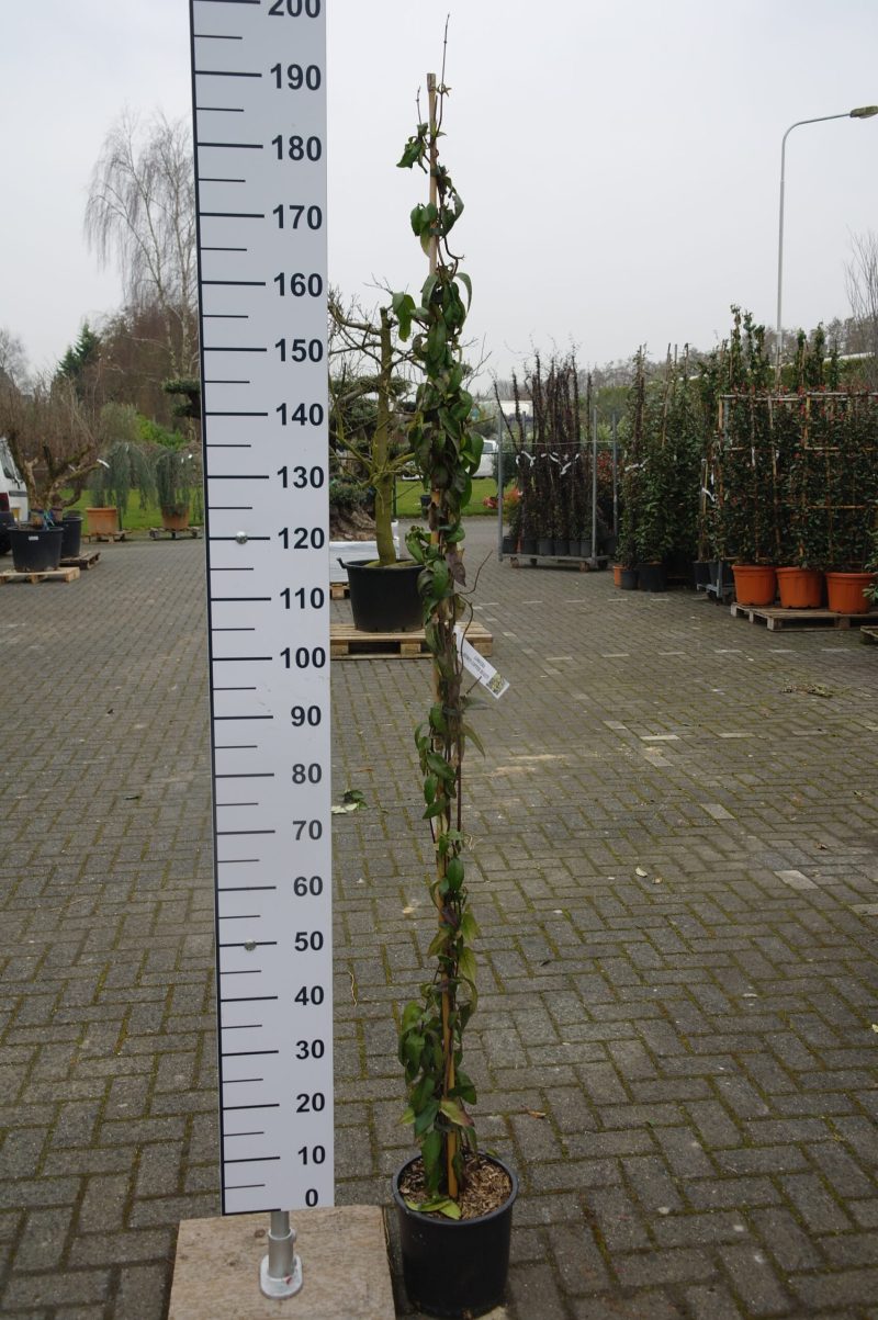 Lonicera henryi 'Copper Beauty'