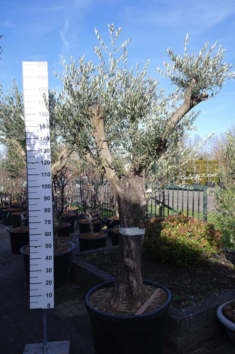 Olijfboom Olea Europea alto