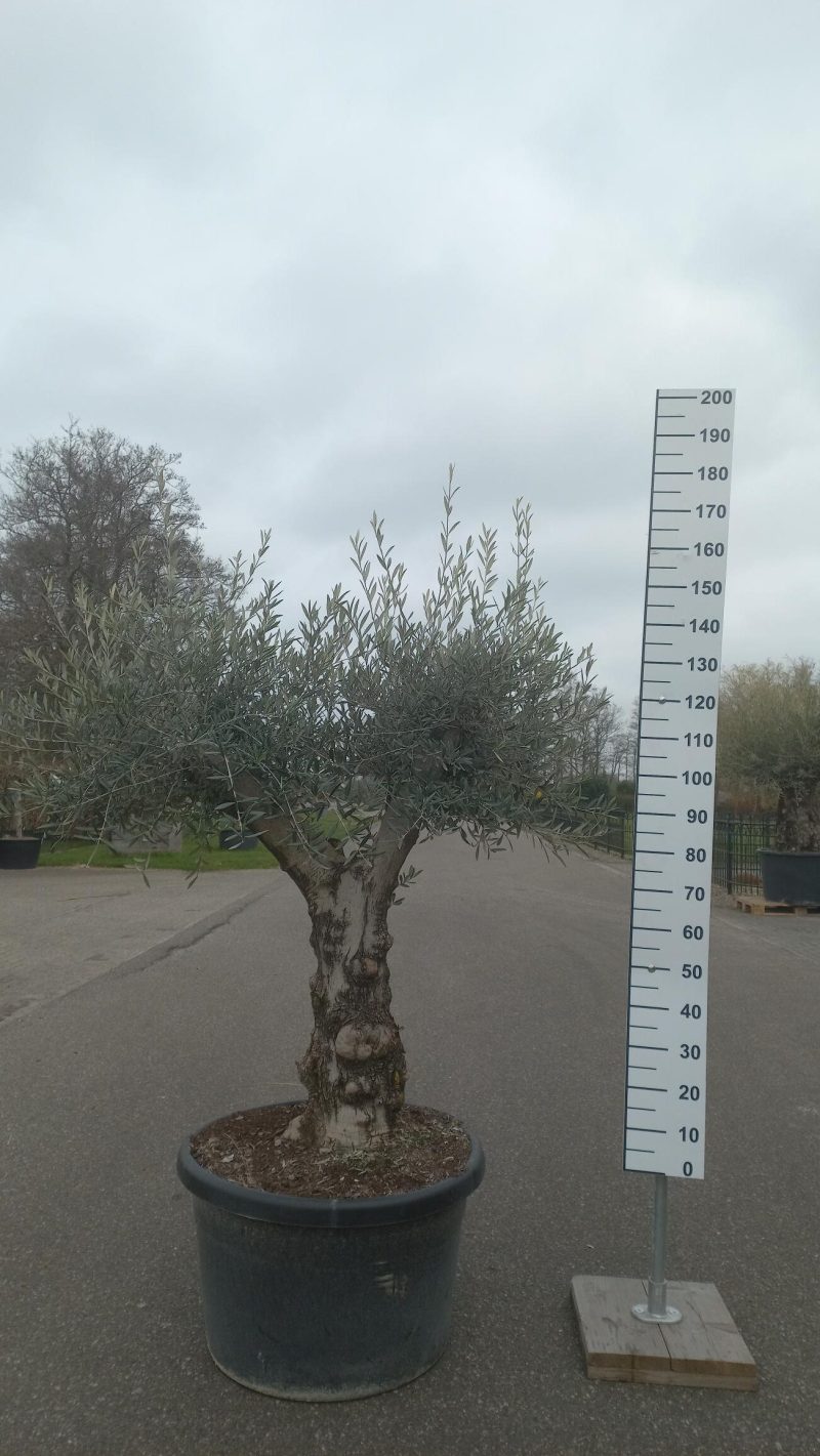 Olijfboom Olea Europea vertakt