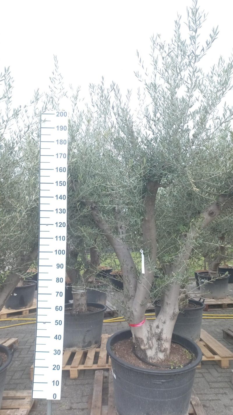 Olijfboom Olea Europea laag vertakt