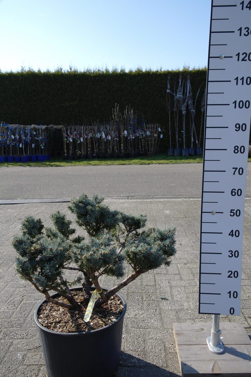 Picea Punguns Glauca