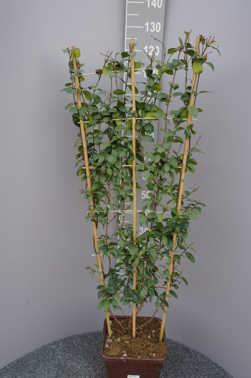 Trachelospermum Jasminoides op rek
