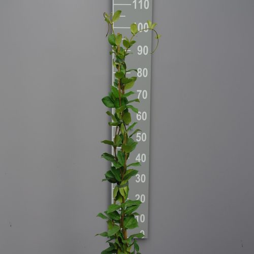 Trachelospermum Jasminoides op stok 100-125 cm