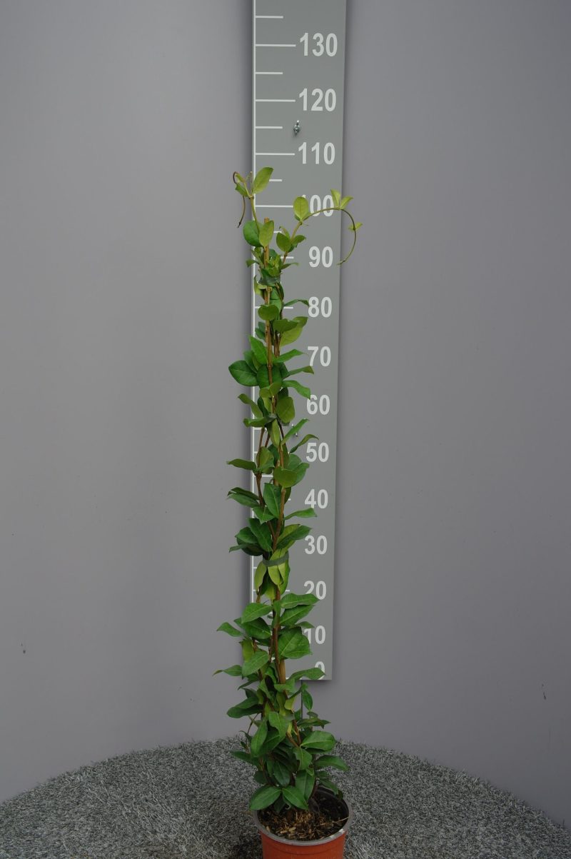 Trachelospermum Jasminoides op stok 100-125 cm