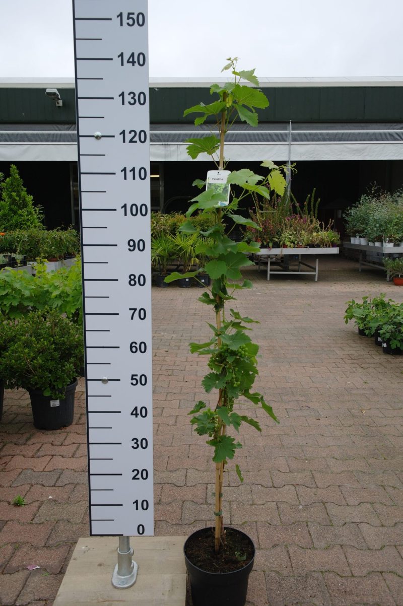 Vitis Palatina Druif