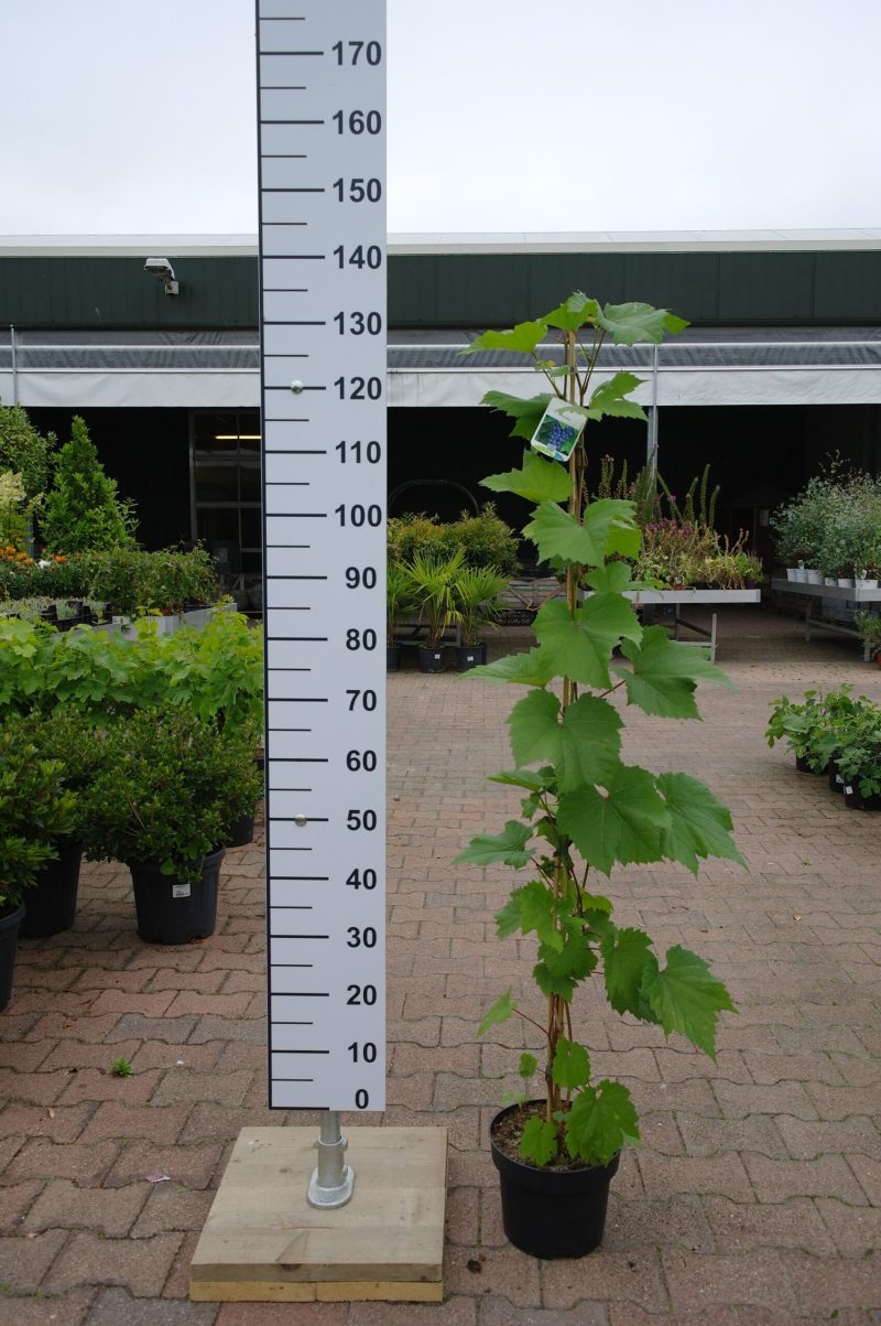 Vitis Vinifera 'Excelsior'