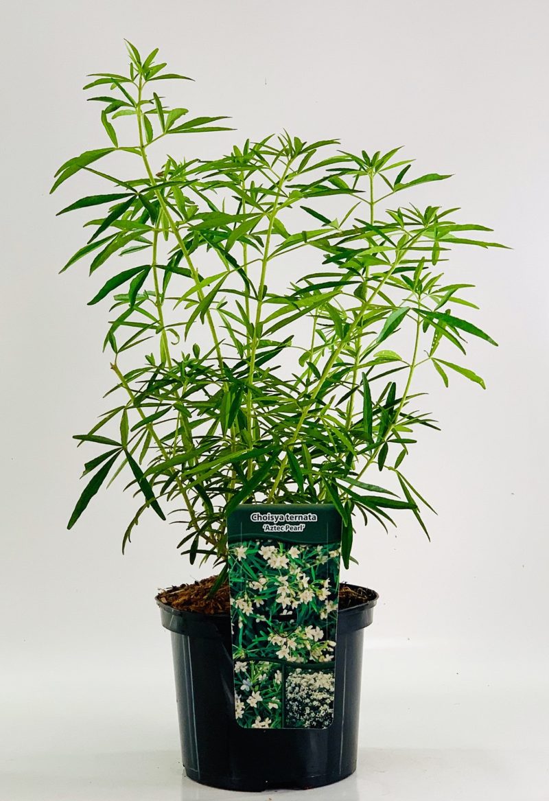 Choisya ternata 'Aztec Pearl'