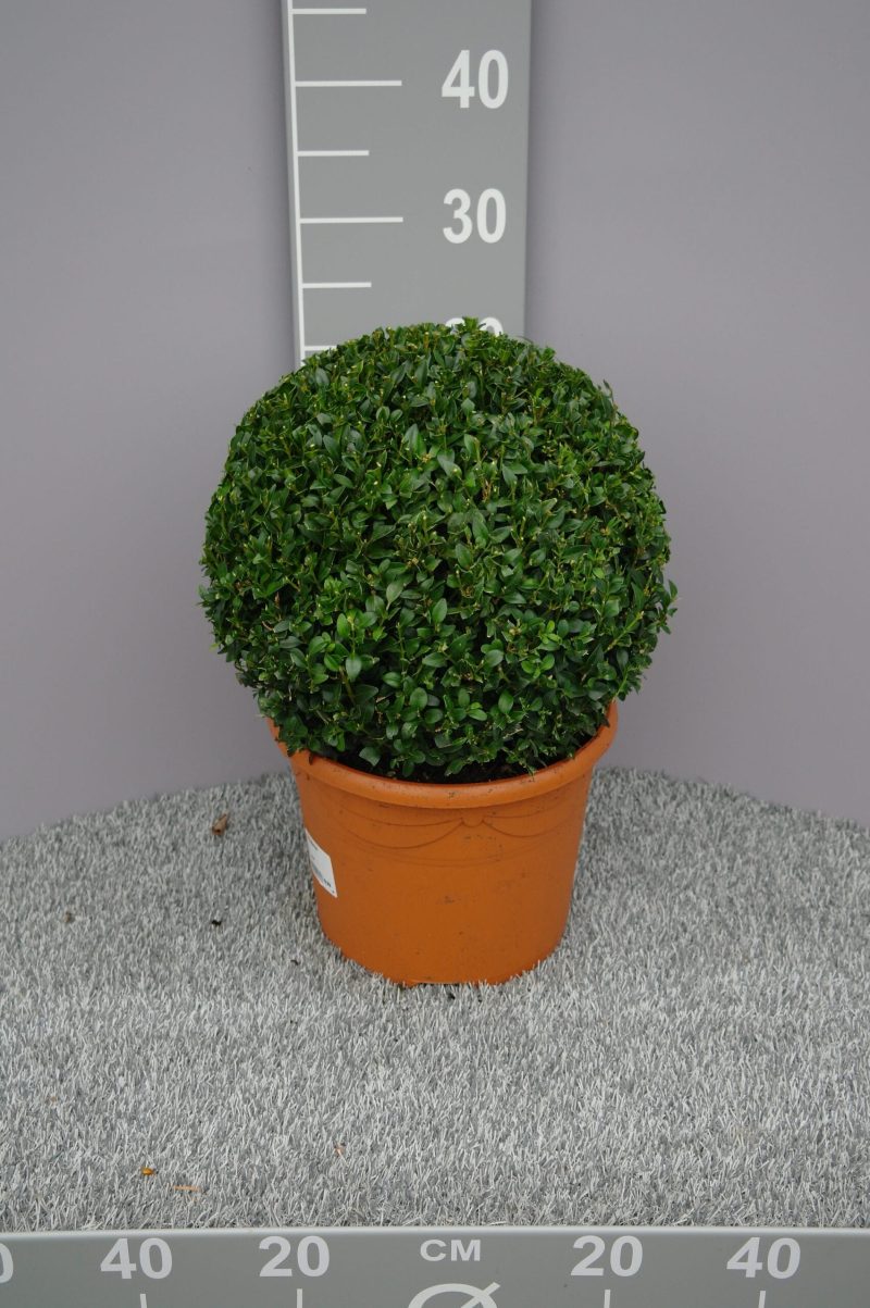 buxus bol