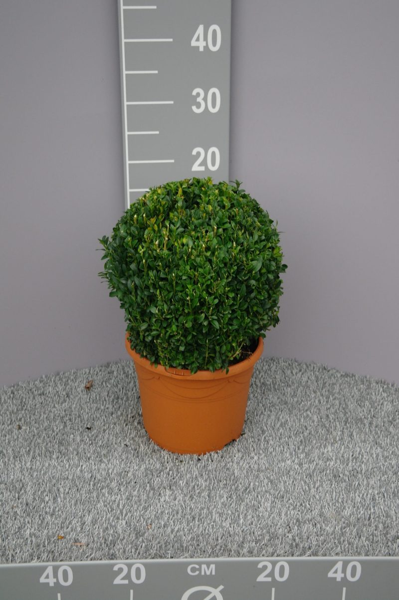 buxus bol
