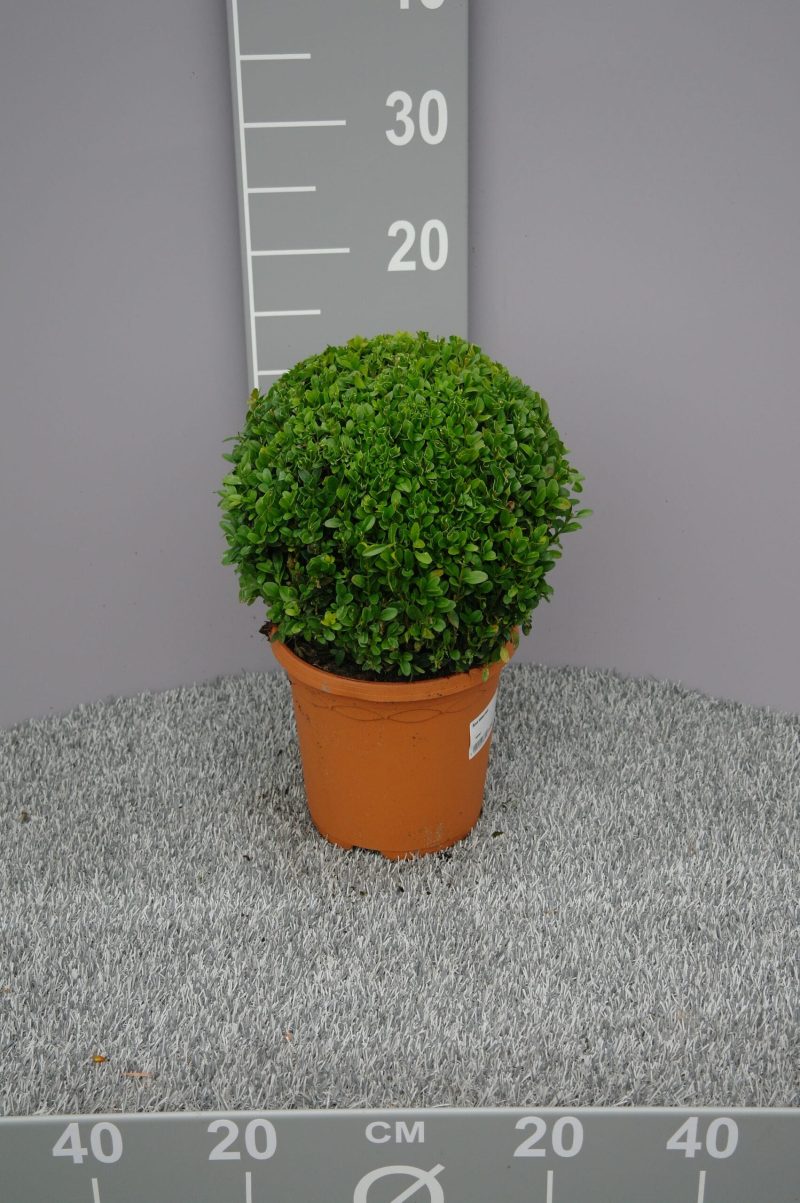 buxus bol