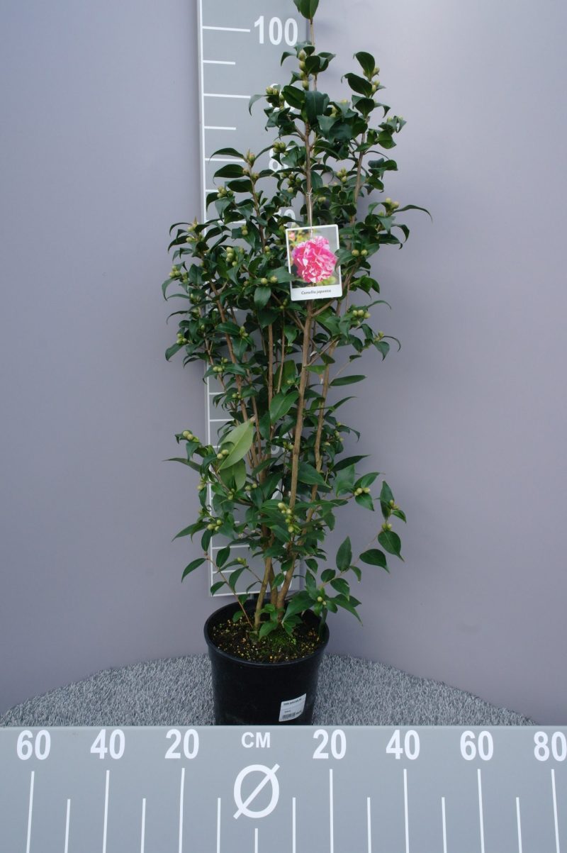 Camellia Japonica 'Spring Festival' - roze