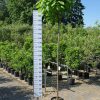 Catalpa bignonioides trompetboom met een stamhoogte van 180 centimeter