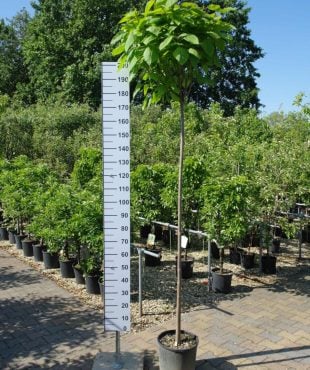 Catalpa bignonioides trompetboom met een stamhoogte van 180 centimeter